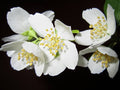 Jasmine 