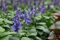 Patchouli